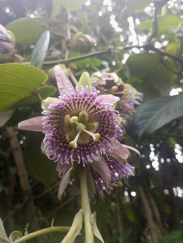 Maracujá-doce da Colômbia