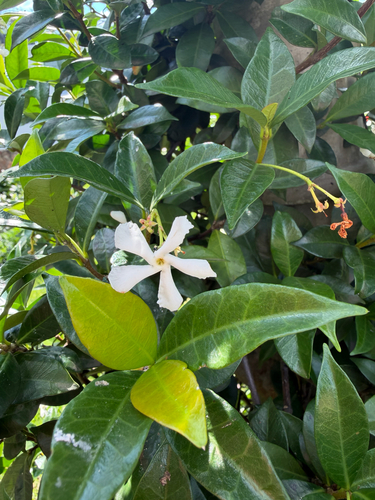Jasmim-estrela Tricolor