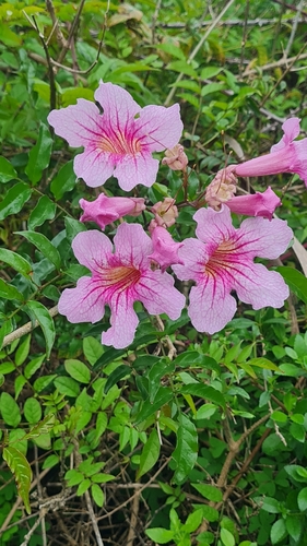 Sete-léguas Rosa Vigoroso