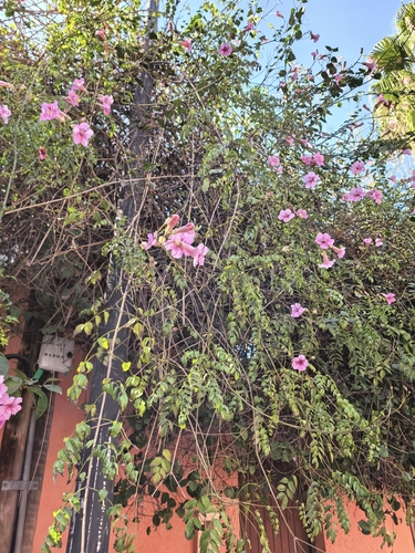 Sete-léguas de Folha Variegada