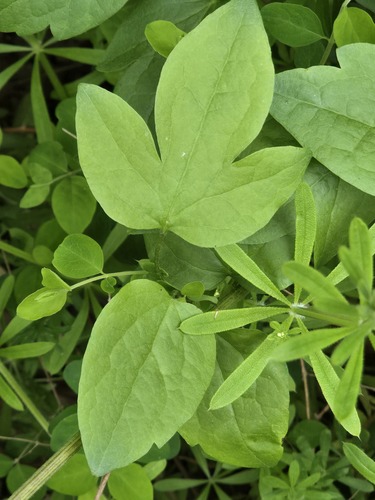 Clemátis Italiana Roxa
