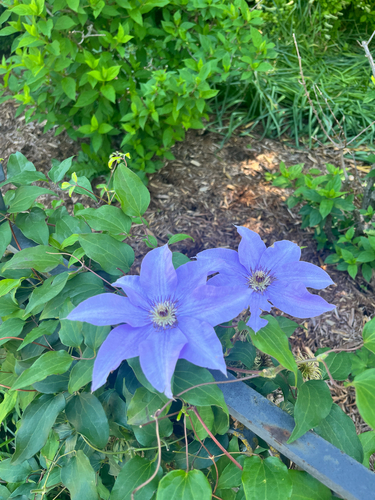 Clemátis Italiana Roxa