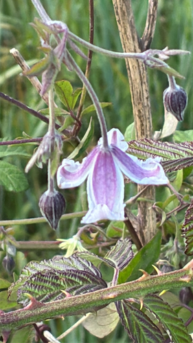 Clemátis Italiana Roxa