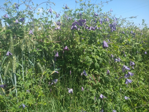 Clemátis Italiana Roxa
