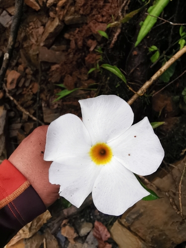 Dipladênia Branca da Bolívia