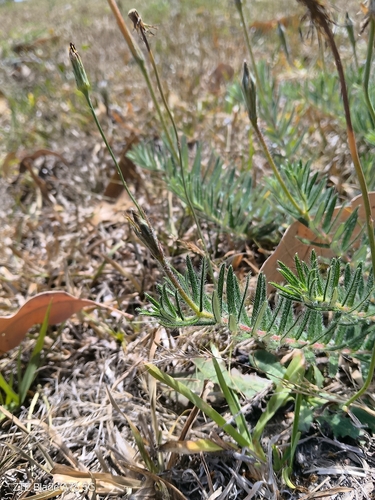 Dipladênia Amarela