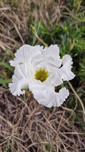 Dipladênia Amarela