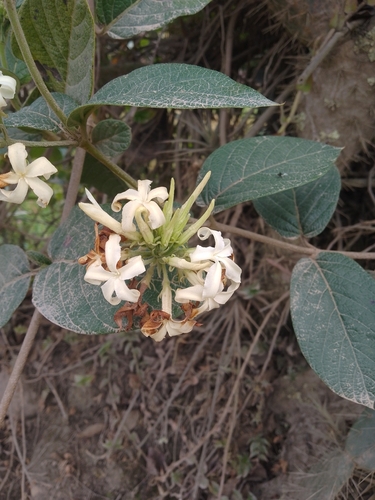 Dipladênia Amarela