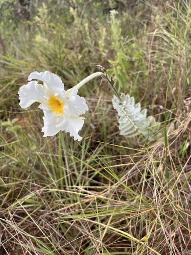 Dipladênia Amarela