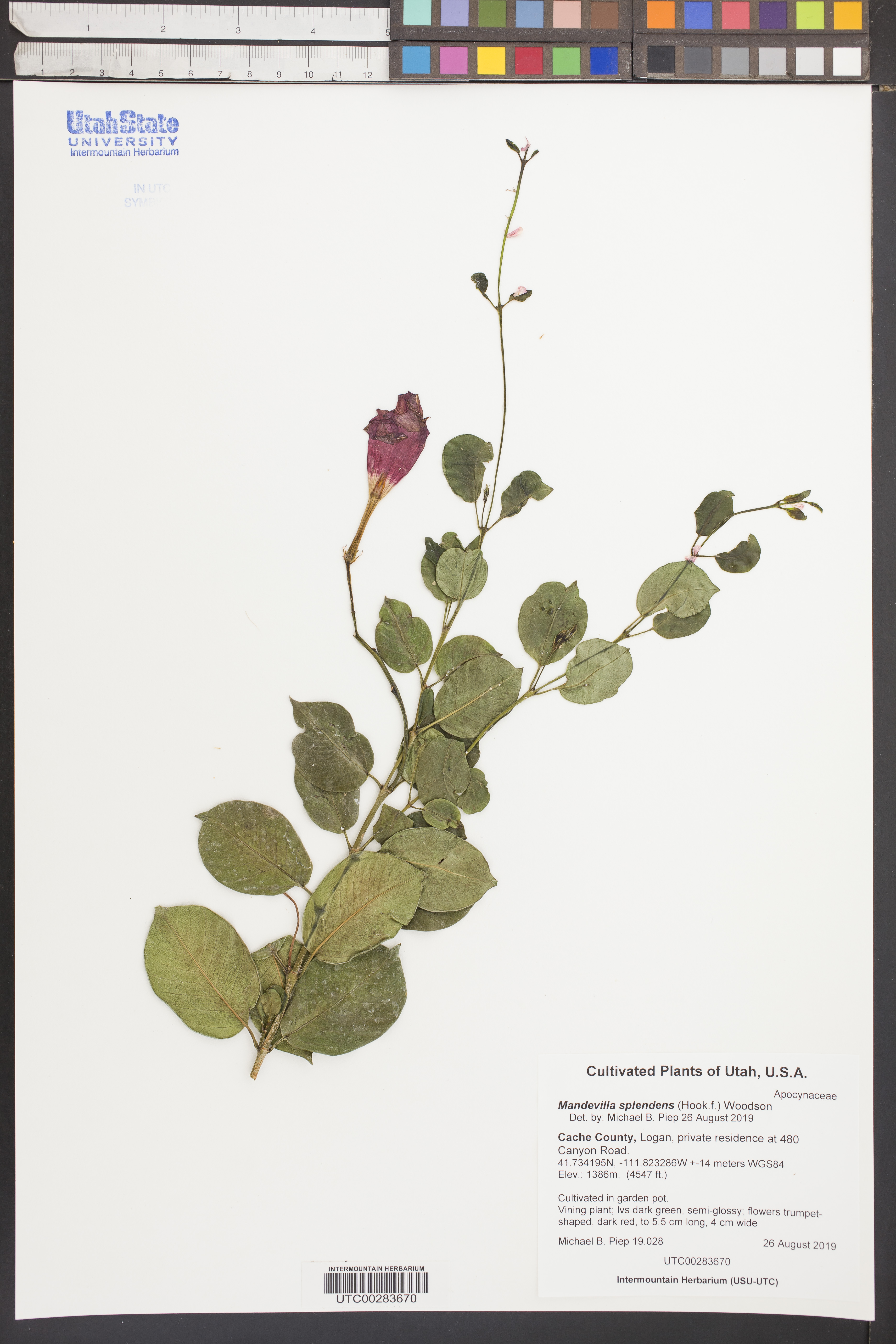 Mandevila Rosa Brilhante