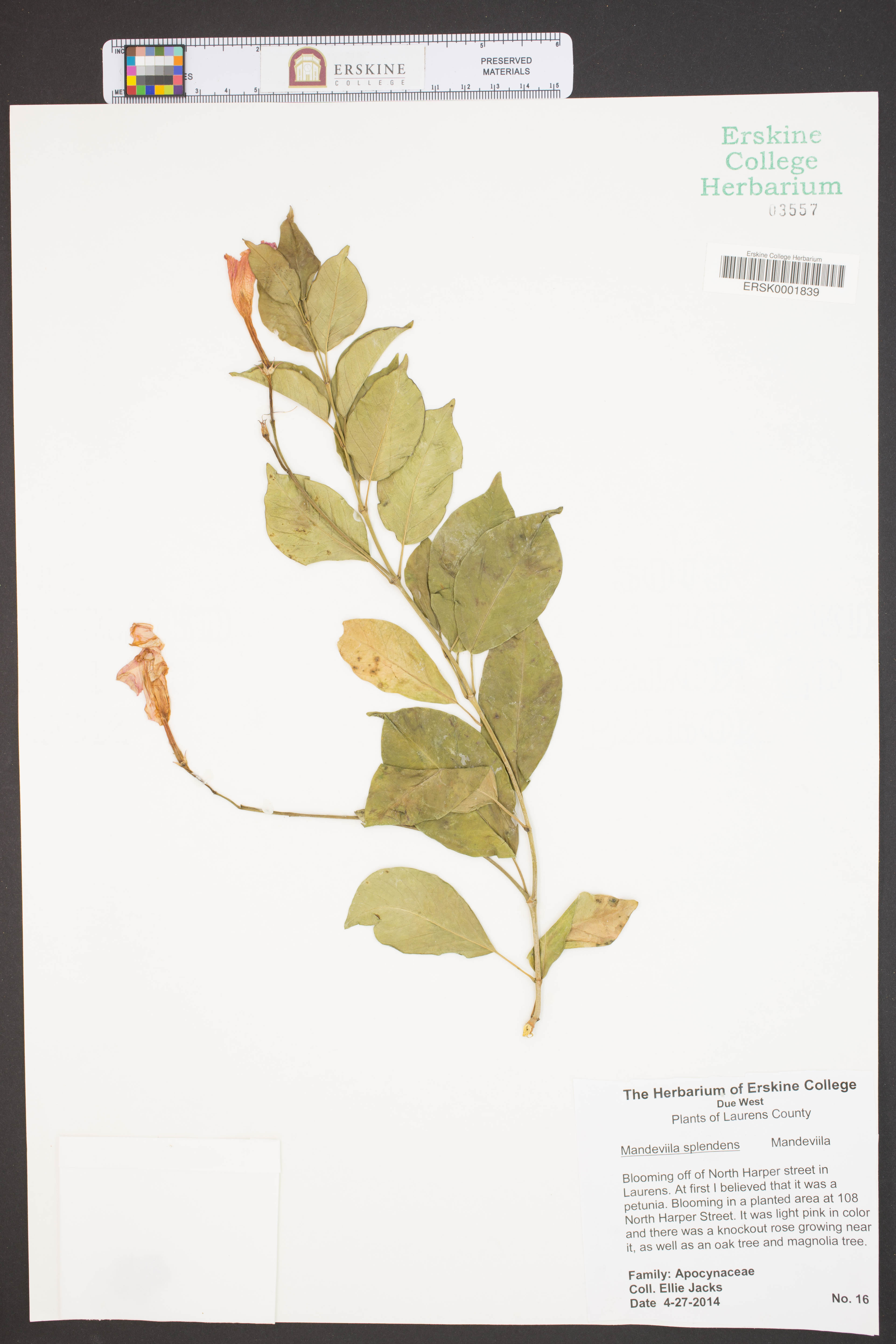 Mandevila Rosa Brilhante