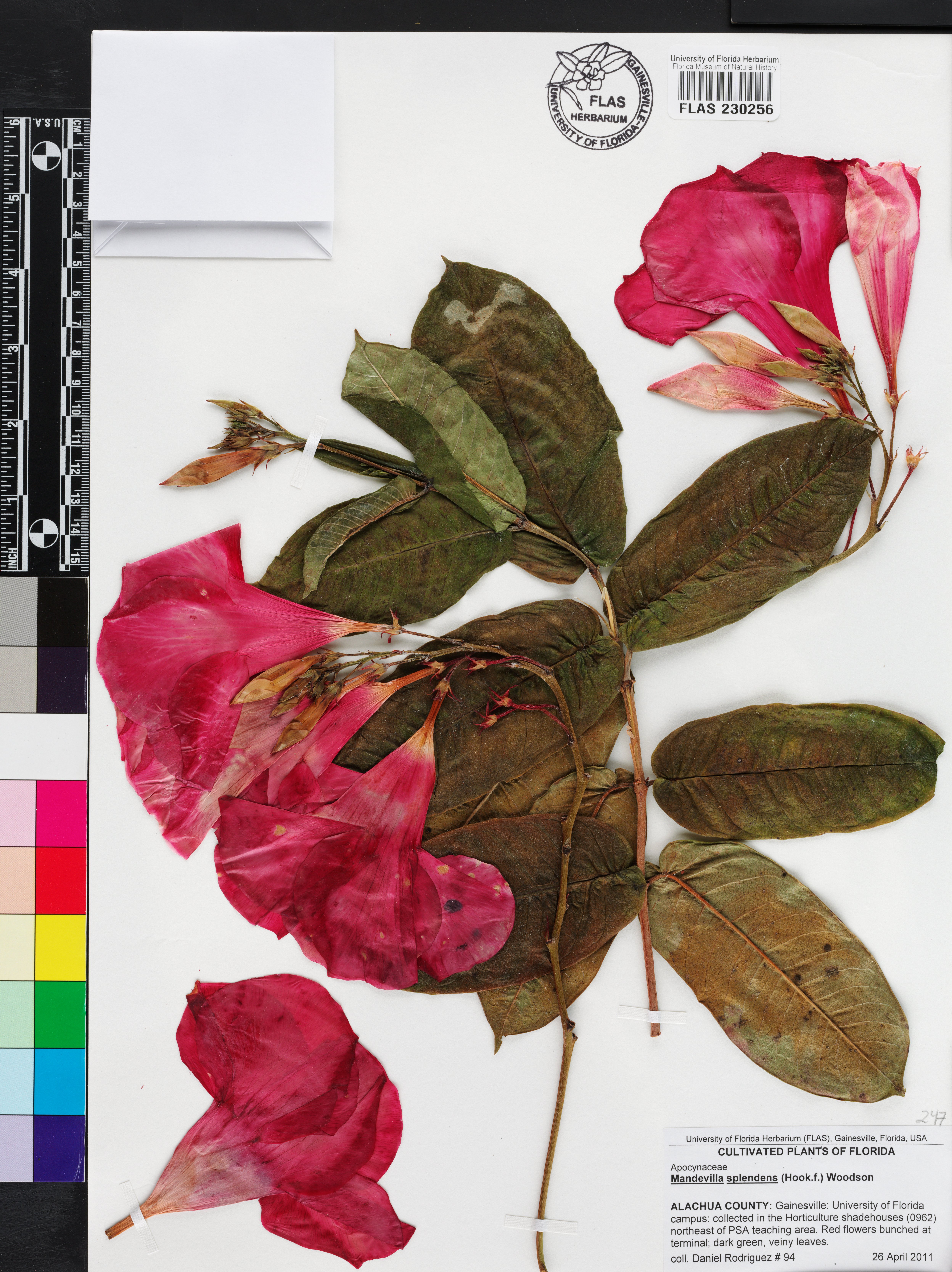 Mandevila Rosa Brilhante