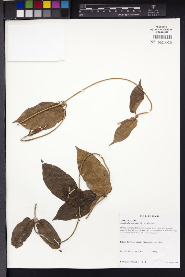 Mandevila Rosa Brilhante