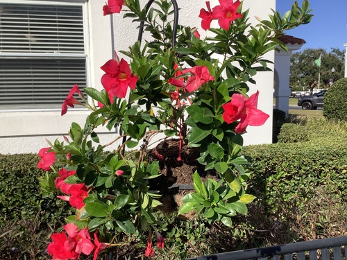 Dipladênia Rosa Choque