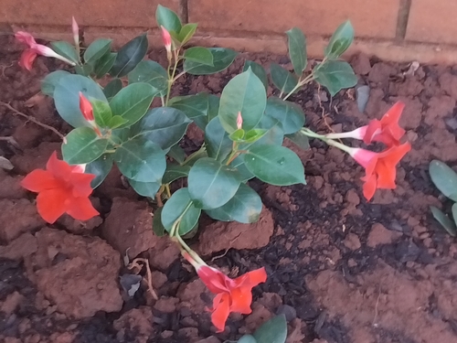 Dipladênia Rosa Choque