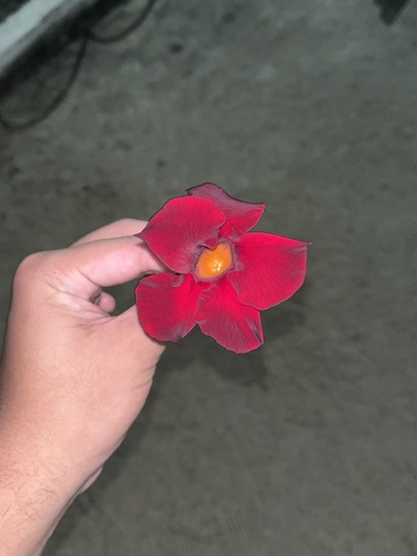 Dipladênia Rosa Choque