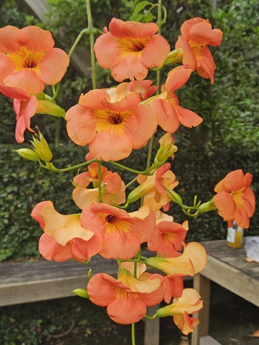 Trombeta Chinesa de Flores Grandes