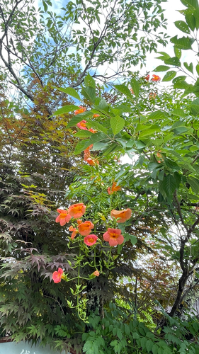 Trombeta Chinesa de Flores Grandes