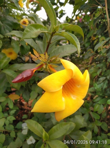 Alamanda-amarela Trepadeira Clássica