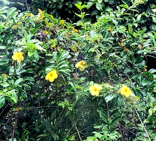 Alamanda Variegada Amarela