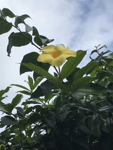 Alamanda Variegada Amarela