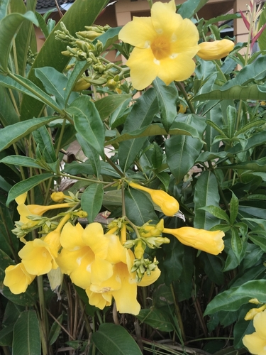 Alamanda Variegada Amarela
