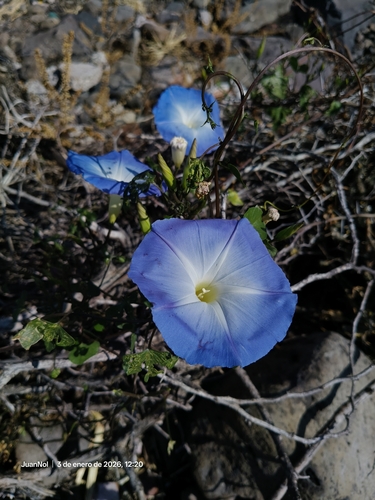 Glória-da-manhã Azul-celeste