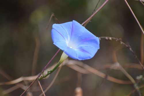 Glória-da-manhã Azul-celeste