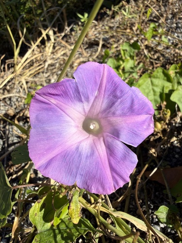 Corda-de-viola Roxa de Muro