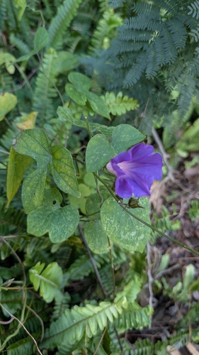 Corda-de-viola Roxa de Muro