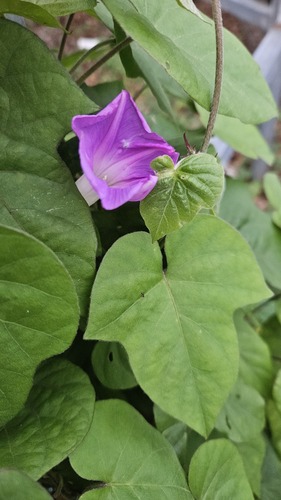 Corda-de-viola Roxa de Muro