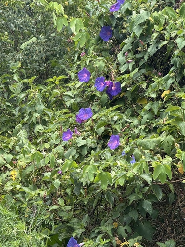 Corda-de-viola Roxa de Muro