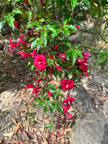 Ipoméia Rubra (Glória-de-cardeal)
