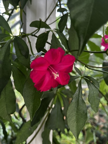 Ipoméia Rubra (Glória-de-cardeal)