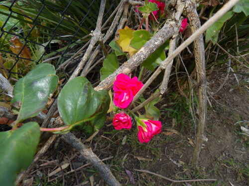 Ipoméia Rubra (Glória-de-cardeal)