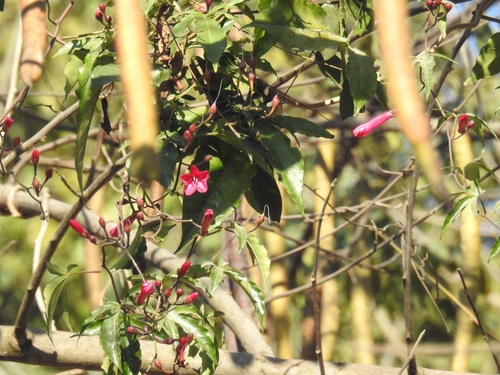 Ipoméia Rubra (Glória-de-cardeal)