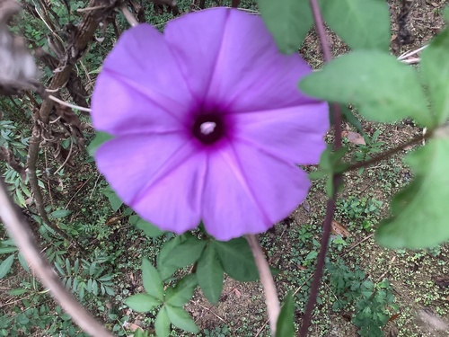 Jetirana de Flores Lilases