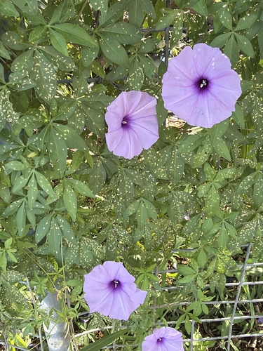 Jetirana de Flores Lilases