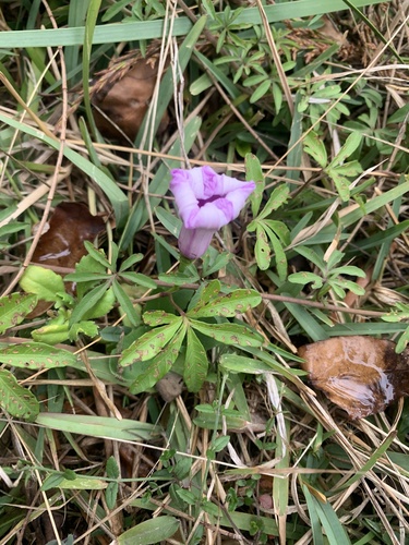 Jetirana de Flores Lilases