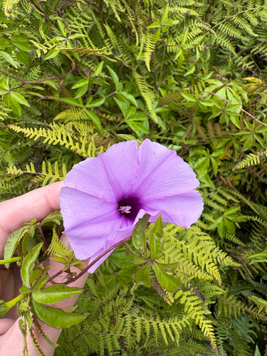 Jetirana de Flores Lilases