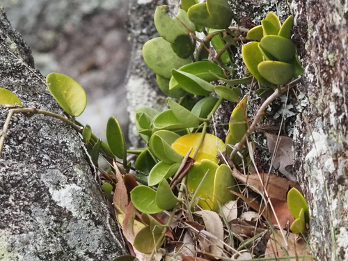 Flor-de-cera da Austrália