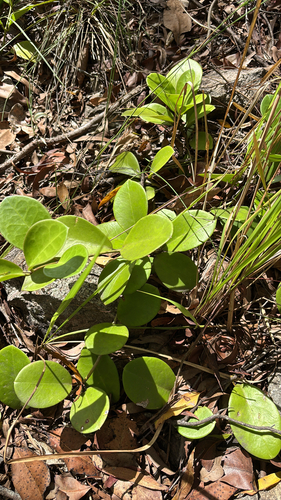 Flor-de-cera da Austrália
