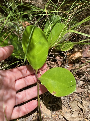 Flor-de-cera da Austrália