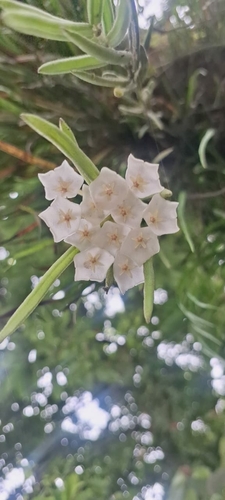 Flor-de-cera de Folhas Finas Lineares