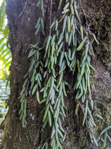 Flor-de-cera de Folhas Finas Lineares