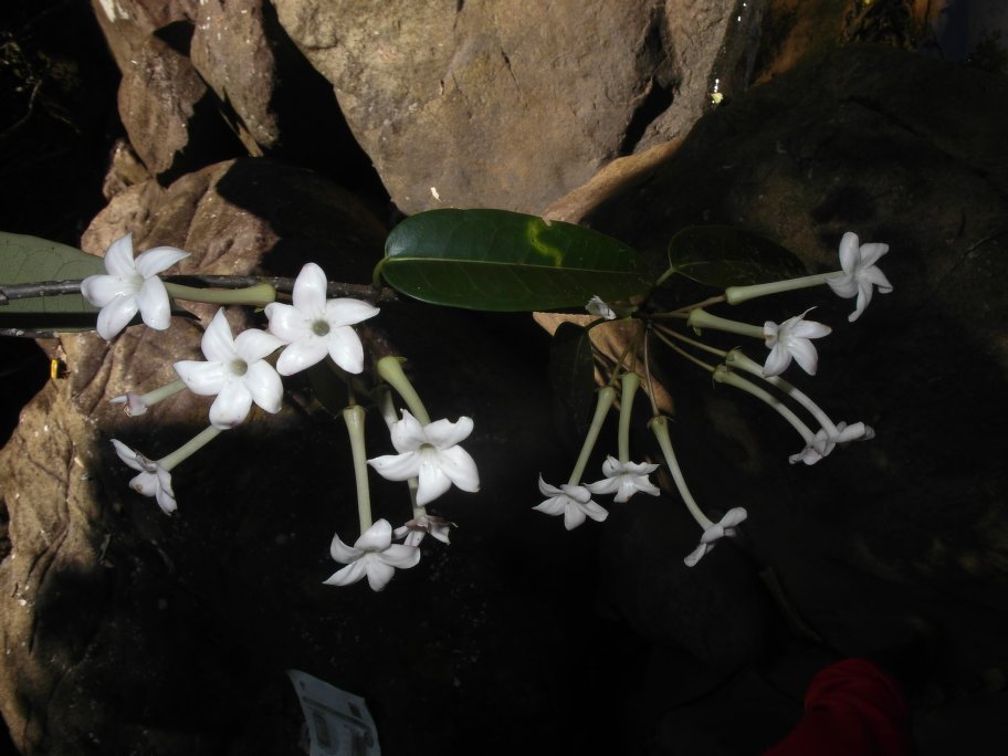 Jasmim-de-madagascar de Flor Grande