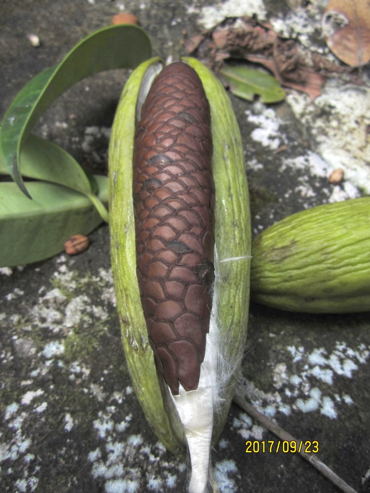 Jasmim-de-madagascar de Flor Grande