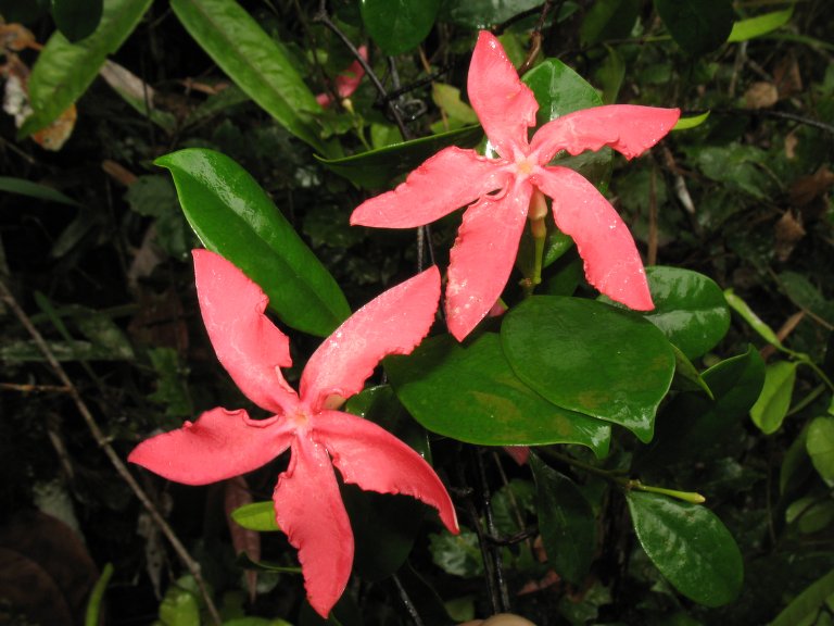 Jasmim-de-madagascar de Flor Grande