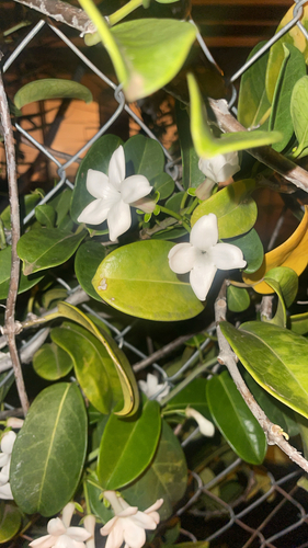 Jasmim-de-madagascar Variegado