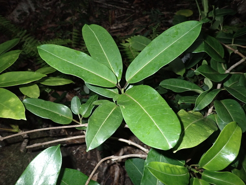 Jasmim-de-madagascar Variegado